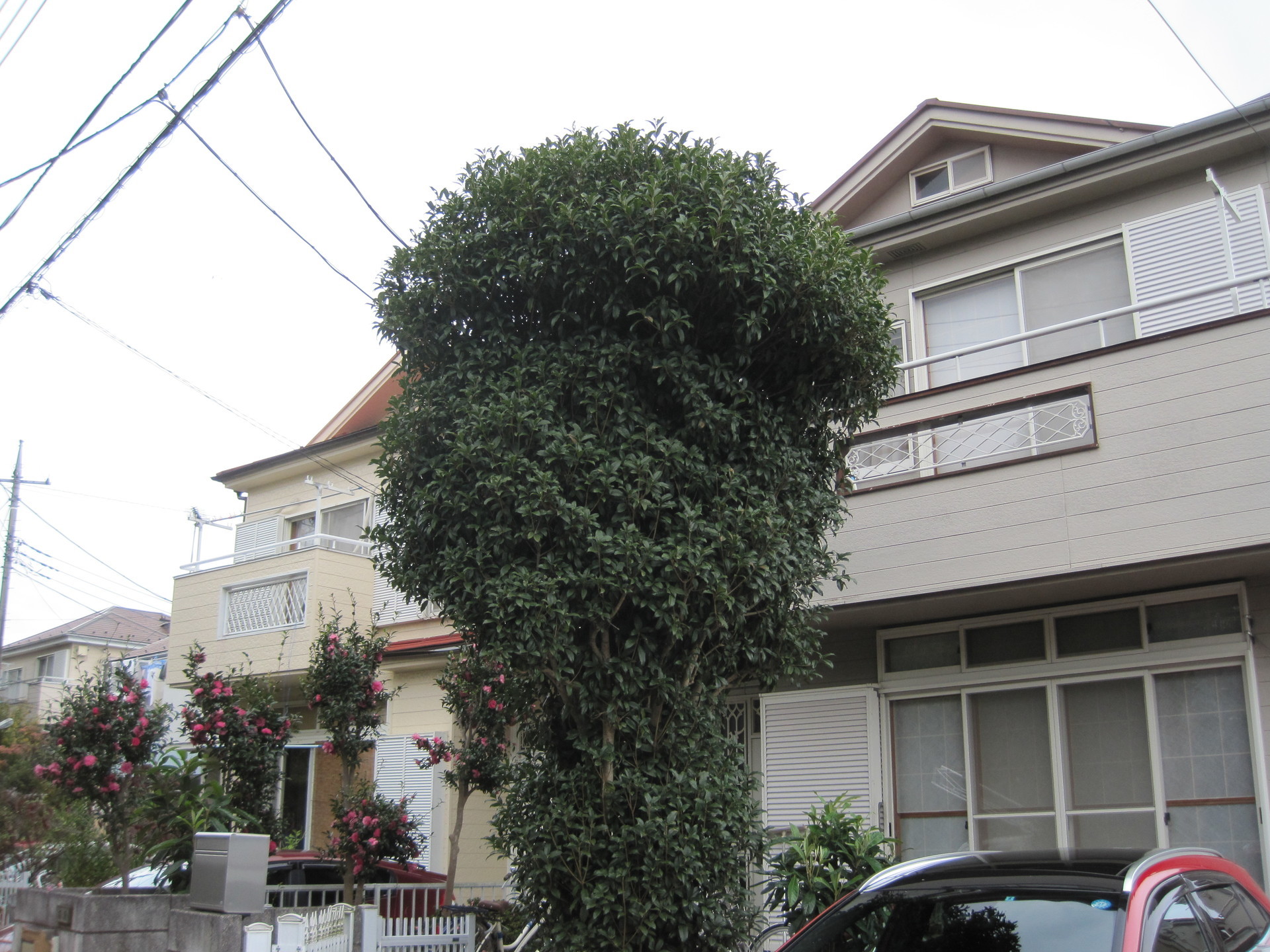 植木が大きくなりすぎてしまった方へ キンモクセイ 剪定 ふじみ野市 みんなの造園屋 造園 剪定ならここ