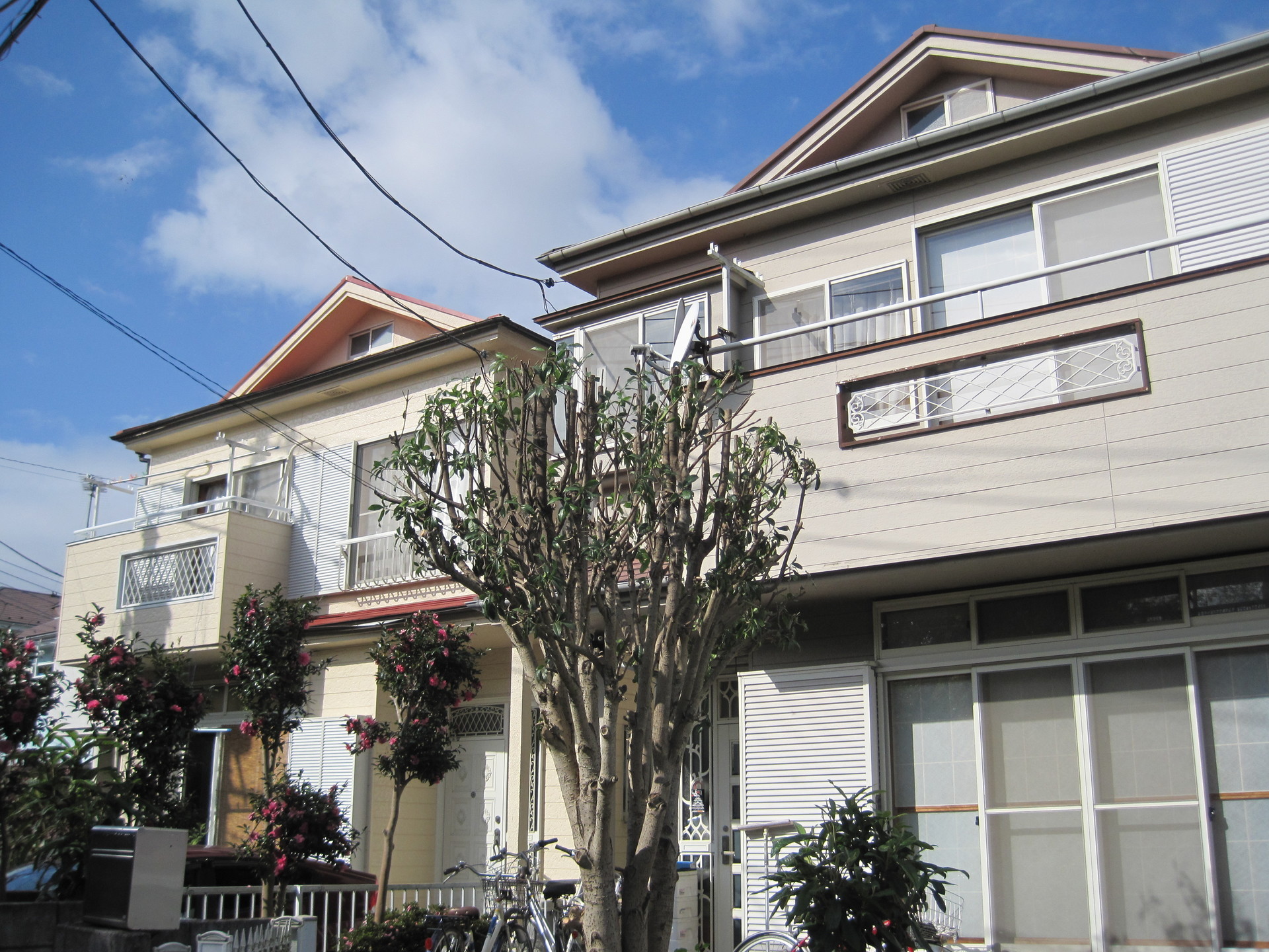 植木が大きくなりすぎてしまった方へ キンモクセイ 剪定 ふじみ野市 みんなの造園屋 造園 剪定ならここ